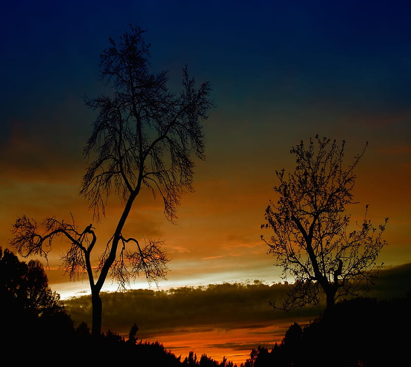 nightfall, lake, tree, HD wallpaper