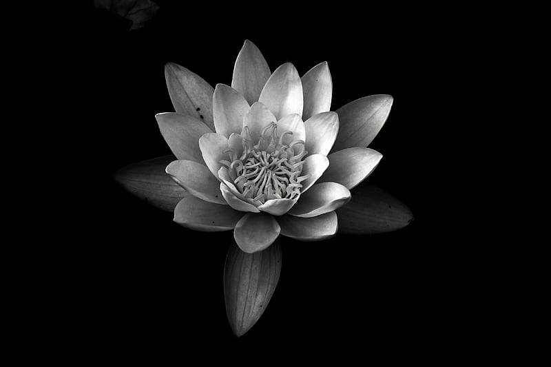 water lily, monochrome, petals, Flowers, HD wallpaper