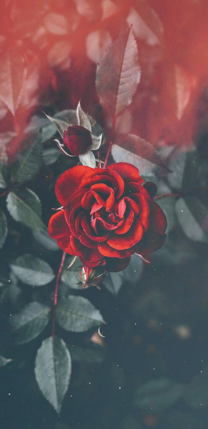 Rose, happy rose day, love, propose, sad, HD phone wallpaper