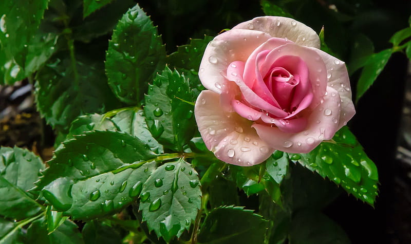 Beautiful pink rose, pretty, wet, lovely, rose, scent, bonito, drops, fragrance, leaves, flower, garden, petals, pink, HD wallpaper