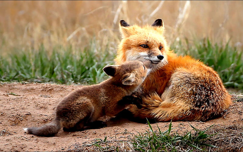 LOVE YOU ,MAMA!, fox, love, mom, pup, red fox, HD wallpaper