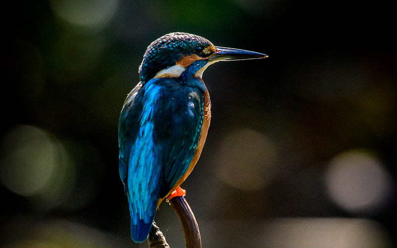 Kingfisher, bokeh, close-up, wildlife, blue bird, small bird, Alcedinidae, HD wallpaper