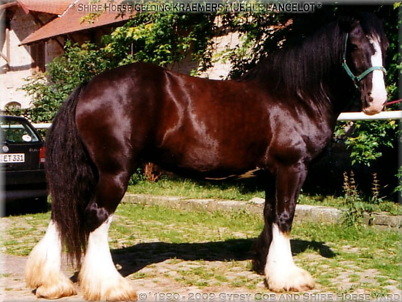 Shire Stallion, english horse, cart horse, england, draught horse, animals, horses, HD wallpaper