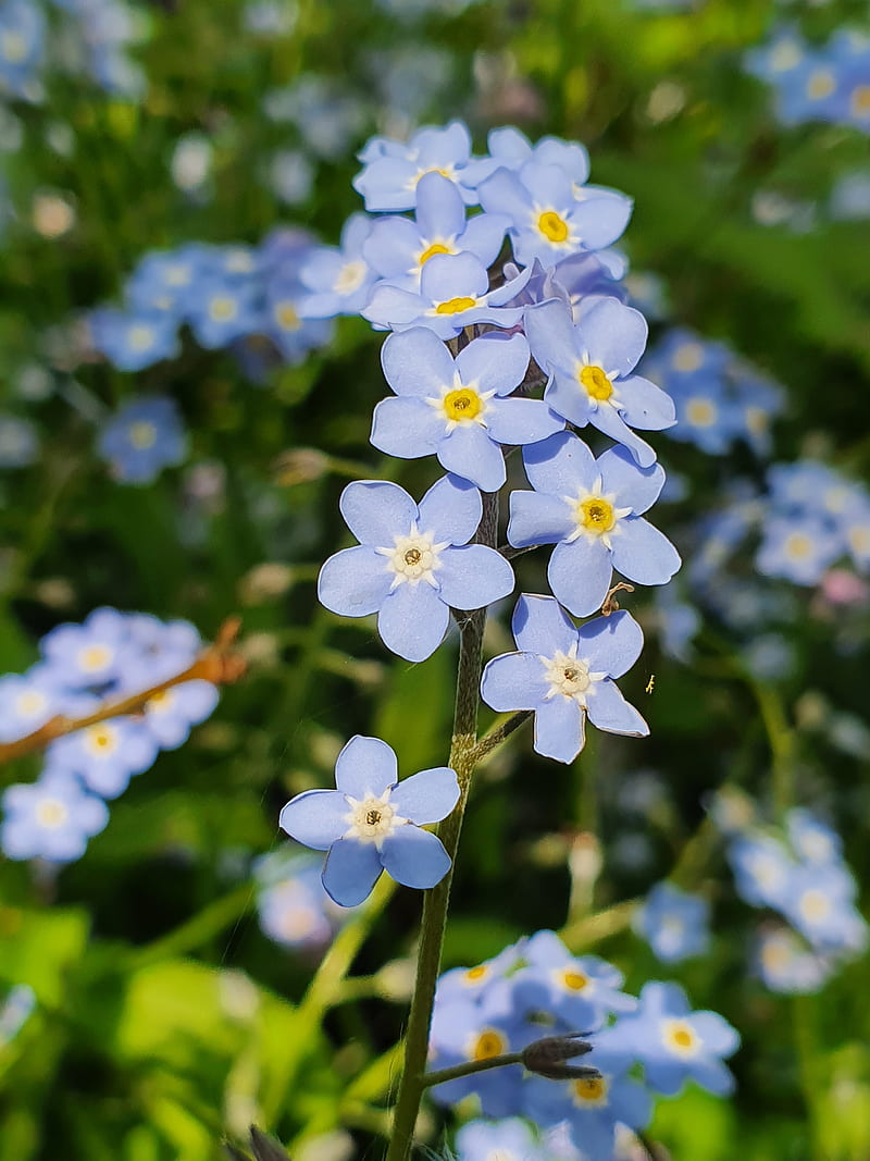 Nomeolvides, azul, flor, violeta, Fondo de pantalla de teléfono HD | Peakpx