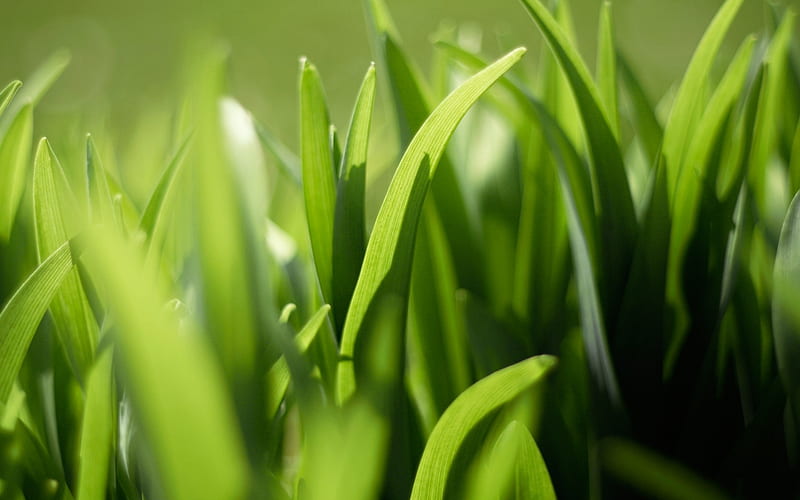 Grass green close-up-Plants Macro, HD wallpaper