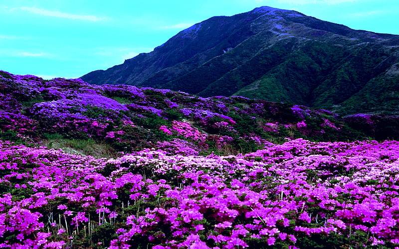 SPRING BLOSSOMS, mountain, blossoms, garden, violet, mountainfoot, HD wallpaper