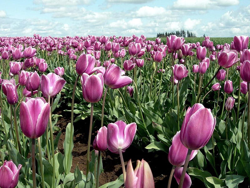 Tulips in Field, in field, purple, flowers, bonito, tulips, HD