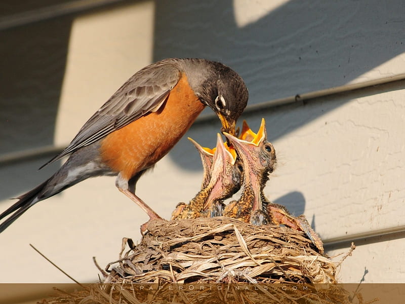 Robin Feeding Her Chicks, young, nest, hungry, feed, birds, mother, HD wallpaper