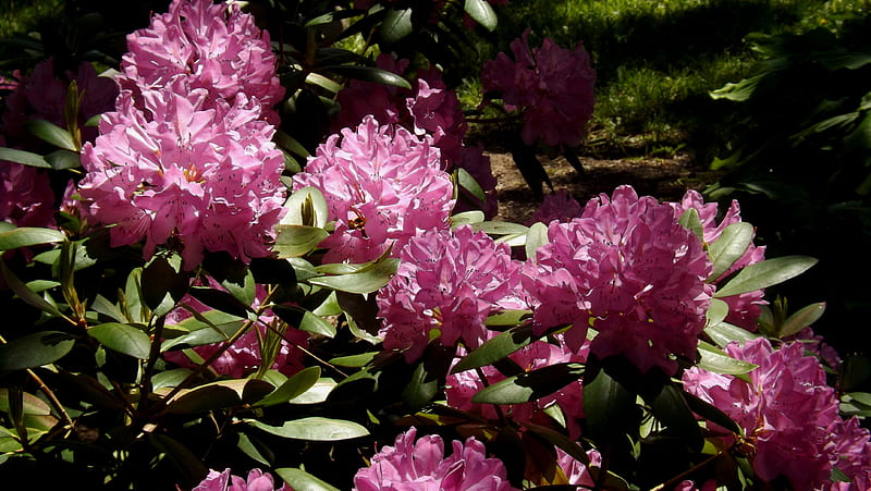 Rosa precioso, flores, arbustos, rosa, hierba, Fondo de pantalla HD