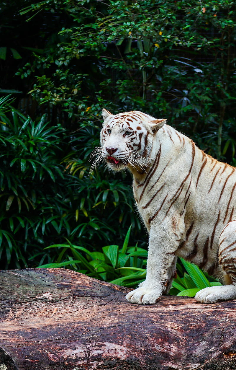 bengal tiger, tiger, predator, big cat, animal, HD phone wallpaper