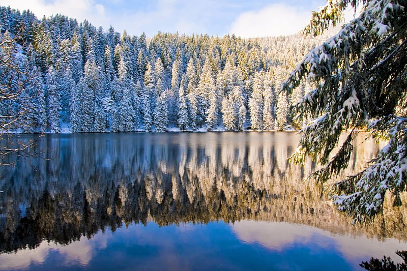 Winter lake, shore, bonito, mirrored, cold, nice, reflection, frost, lovely, sky, trees, winter, lake, water, snow, ice, nature, branches, frozen, landscape, HD wallpaper