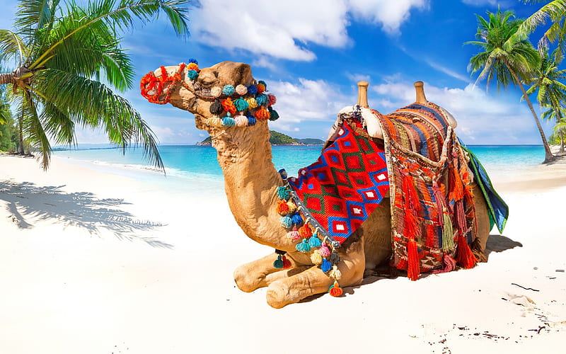 camel, beach, tropical islands, summer, sea, sand, travel concepts, HD wallpaper