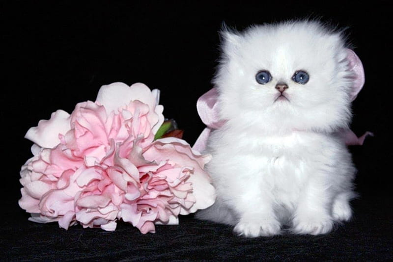 Chinchilla silver persian kitty, flower, black, chinchilla silver persian, cat, kitten, sweet, HD wallpaper