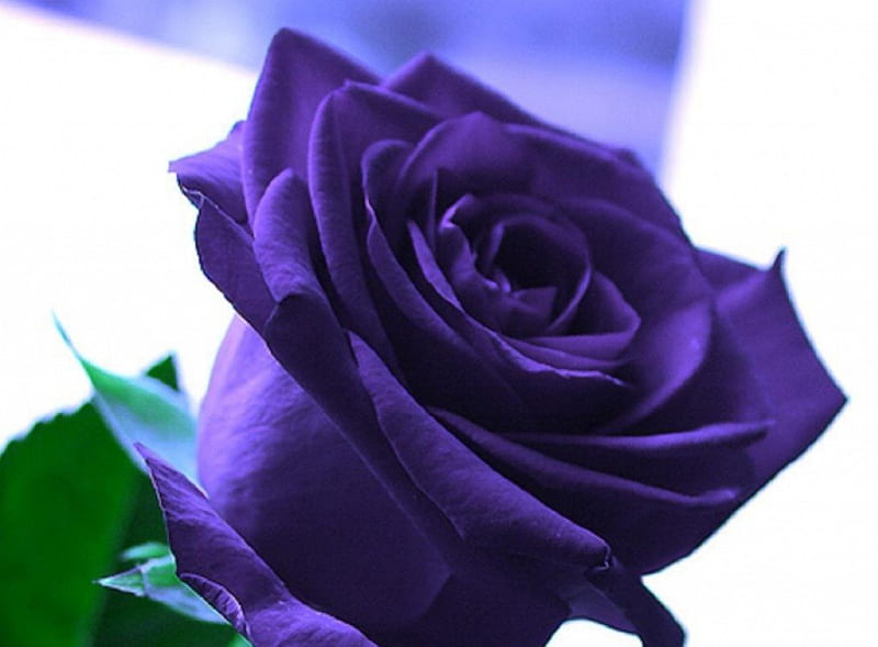 Rosa morada, flores, hermosa, morada, rosa, Fondo de pantalla HD | Peakpx