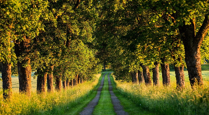 Beautiful country road, path, summer, nature, trees, country, road, landscape, scene, HD wallpaper