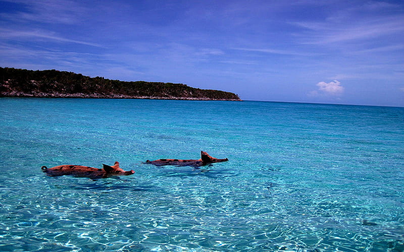 Oink X 2, skies, pigs, beaches, nature, bonito, swimming, blue, HD wallpaper