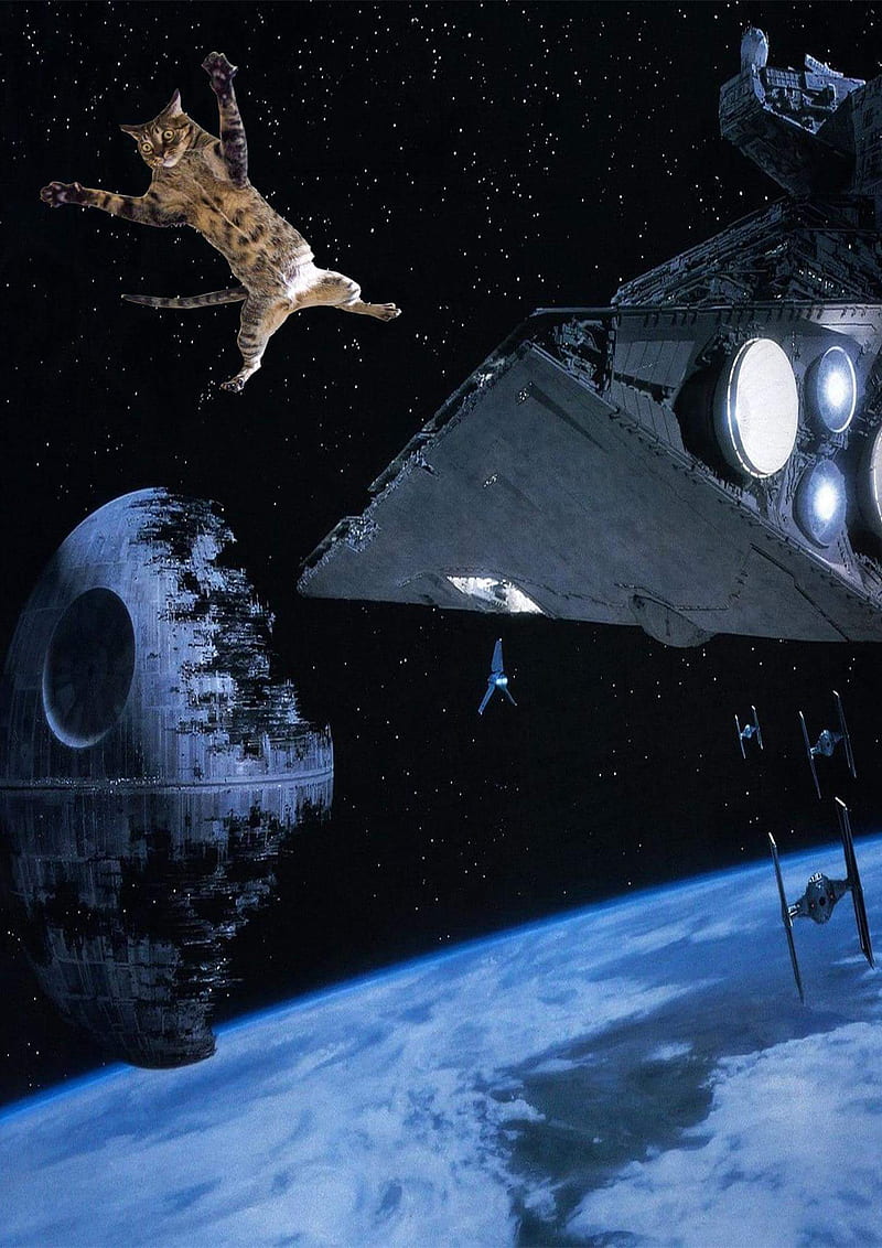 Empire strikes Cat, spacecat, starwars, wars, HD phone wallpaper