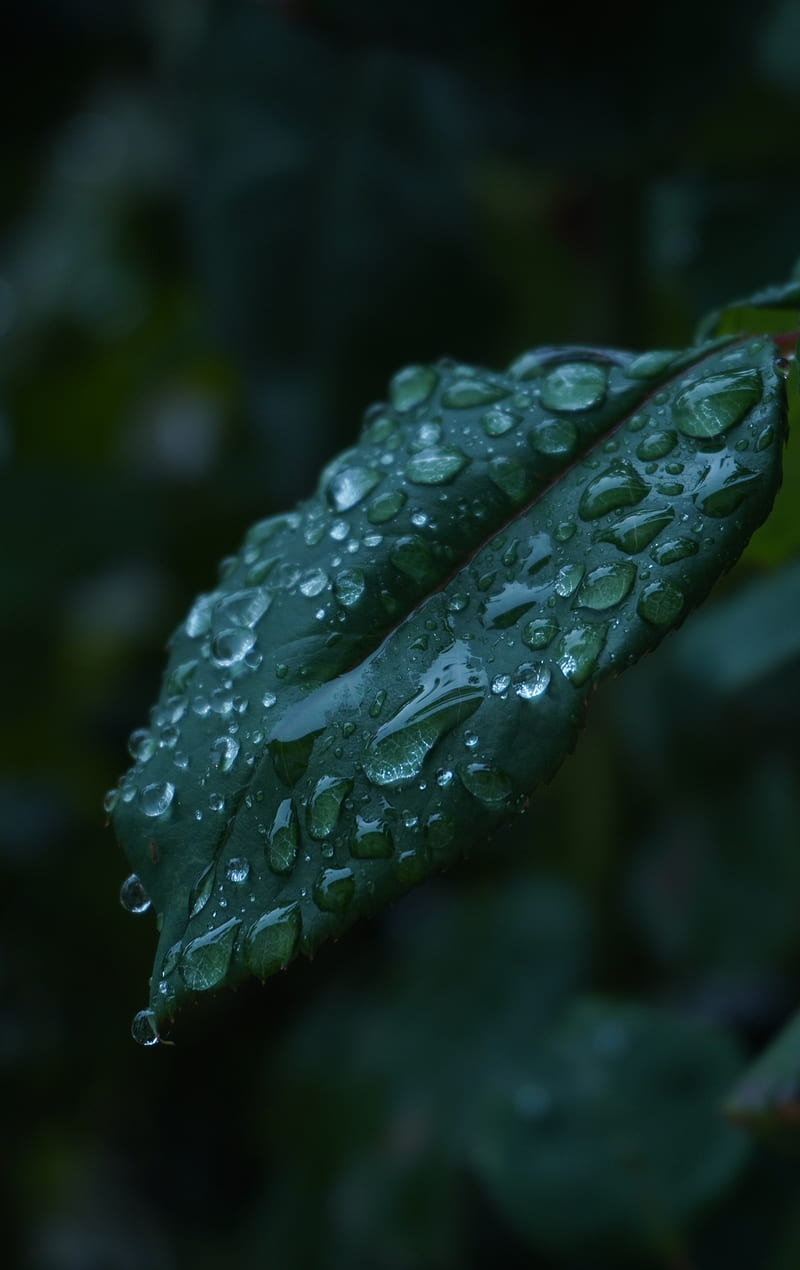 Rain drops, autum, clody, fall, leaf, raid drops, rain, rain drops on leaf, rainy day, HD phone wallpaper