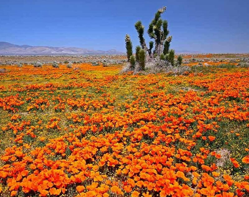 California poppies, flowers, nature, desert, poppies, HD wallpaper