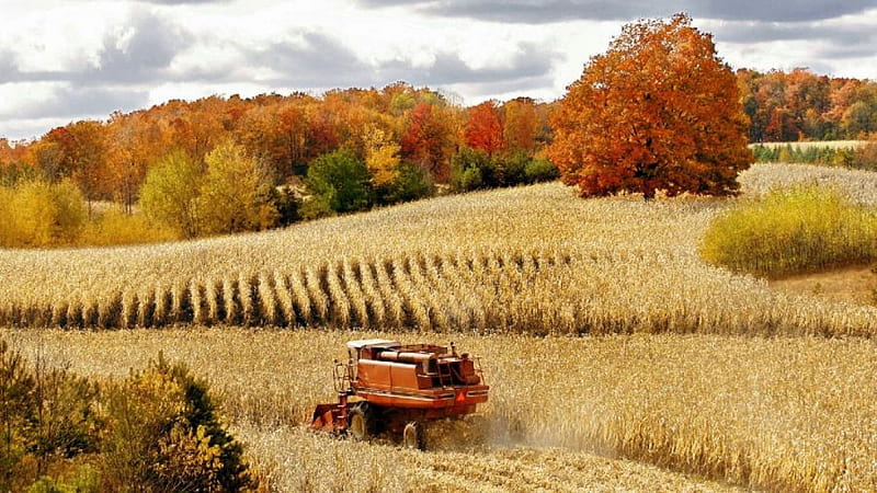 Autumn-Corn-Harvest, corn, autumn, harvest, bonito, HD wallpaper