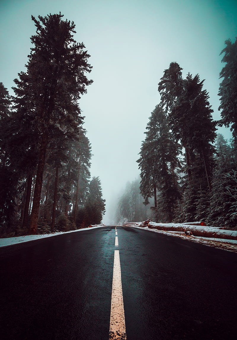 road, asphalt, fog, trees, markings, sky, HD phone wallpaper