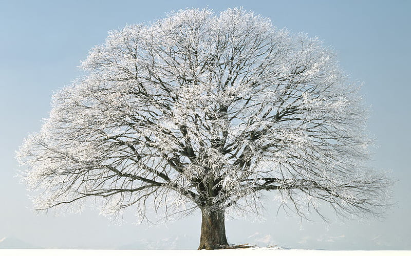 árbol invierno nieve para windows vista jpg, árbol, cubierto, nieve,  invierno, Fondo de pantalla HD | Peakpx