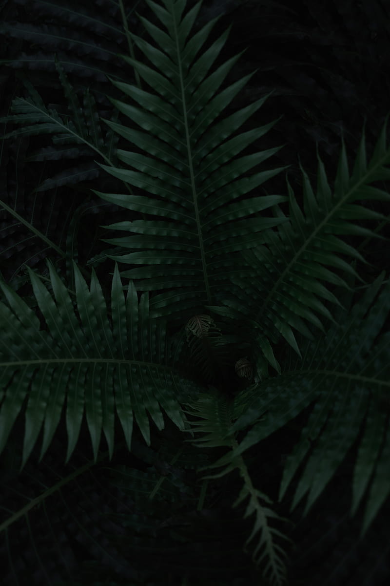 fern, plant, leaves, dark, green, HD phone wallpaper