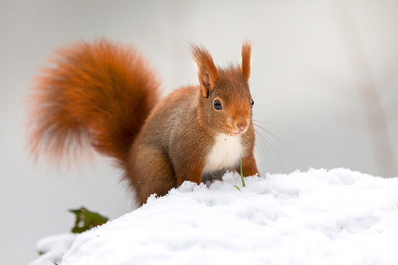 Animal, Squirrel, Rodent, Snow, Wildlife, Winter, HD wallpaper