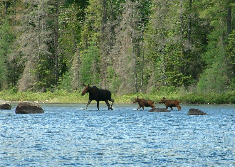 A stroll through the river, forest, moose, park, provincial, blue water, nature, algonquin, river, animals, stroll, HD wallpaper