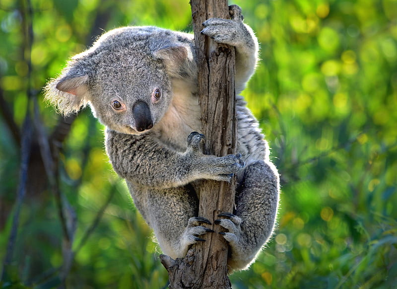 Koala bear, cute, green, bear, funny, koala, animal, HD wallpaper