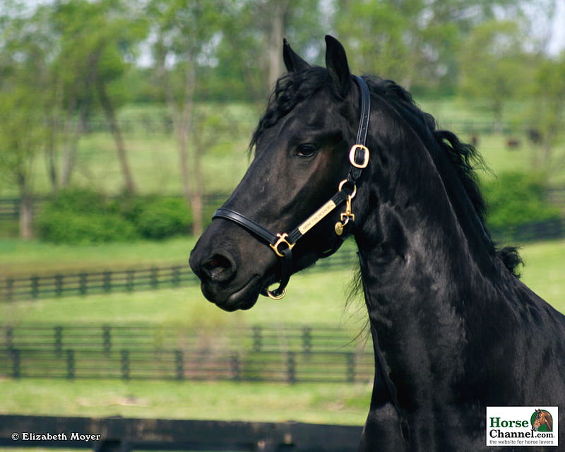 Black Horse Beautiful Portrait Wallpaper Hd Background, Black