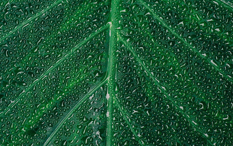 green leaf dew, water drop, close-up, plant, HD wallpaper
