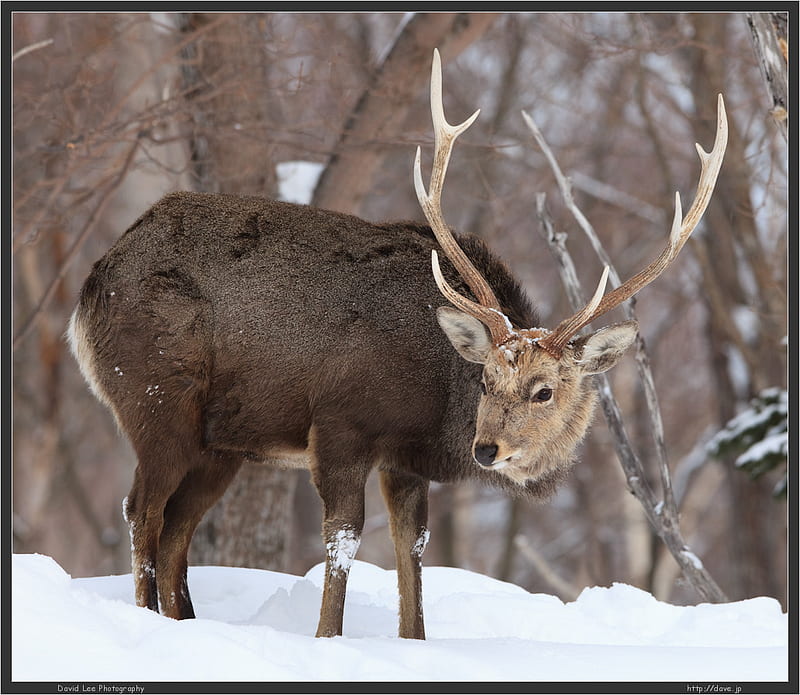 Deer in the Snow, tree, bucks, white tail deer, mule deer, snow, nature, animals, deer, HD wallpaper