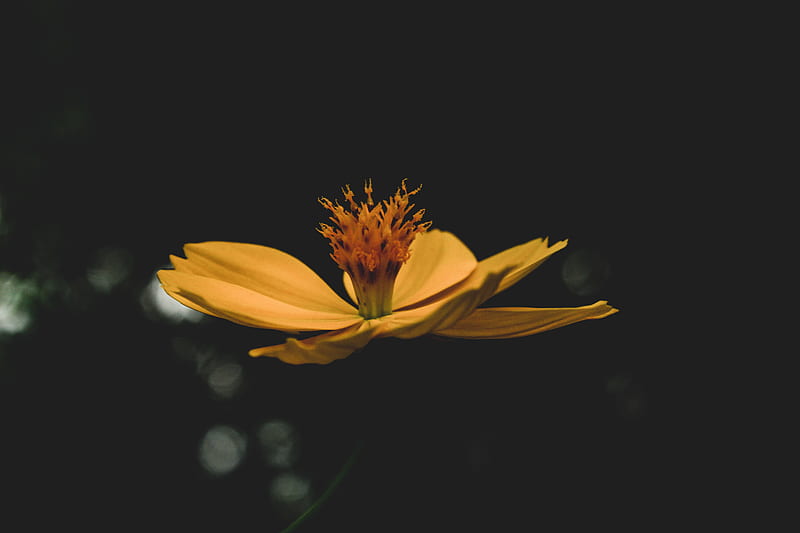 Selective Focus of Yellow Flower, HD wallpaper