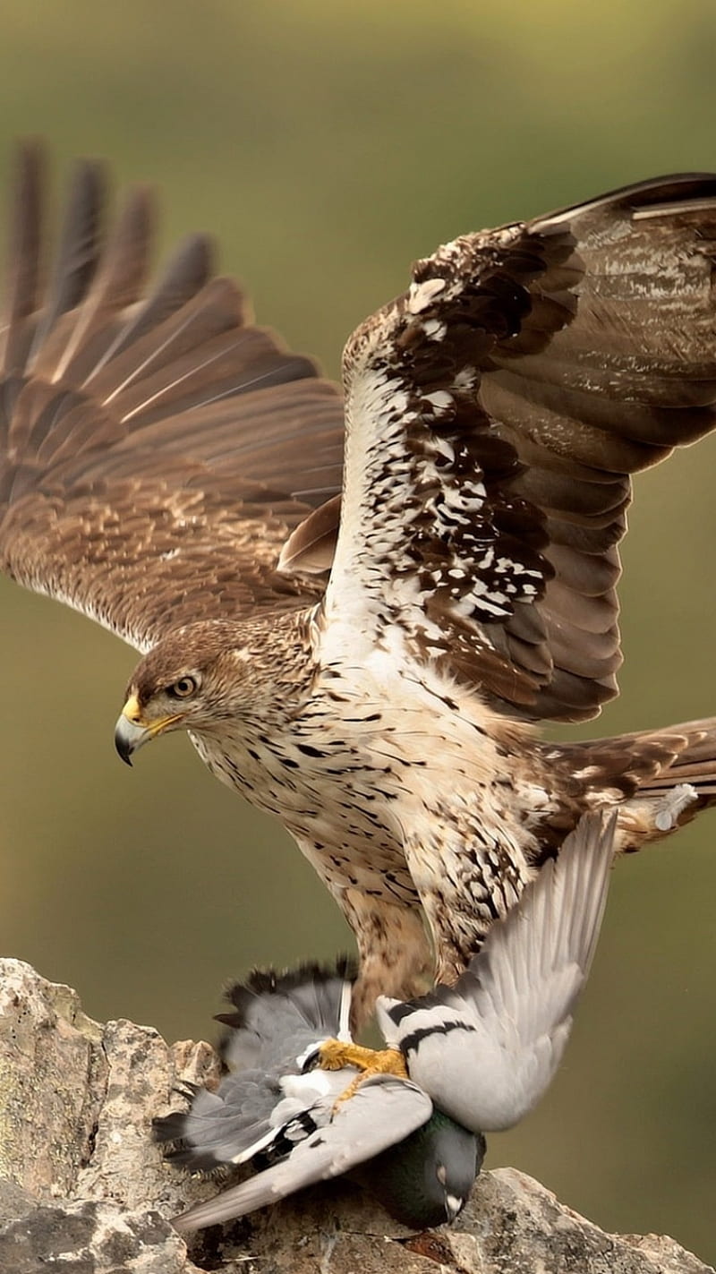 Eagle Hunt, aves, birds, eagles, falcon, hawk, prey, HD phone wallpaper