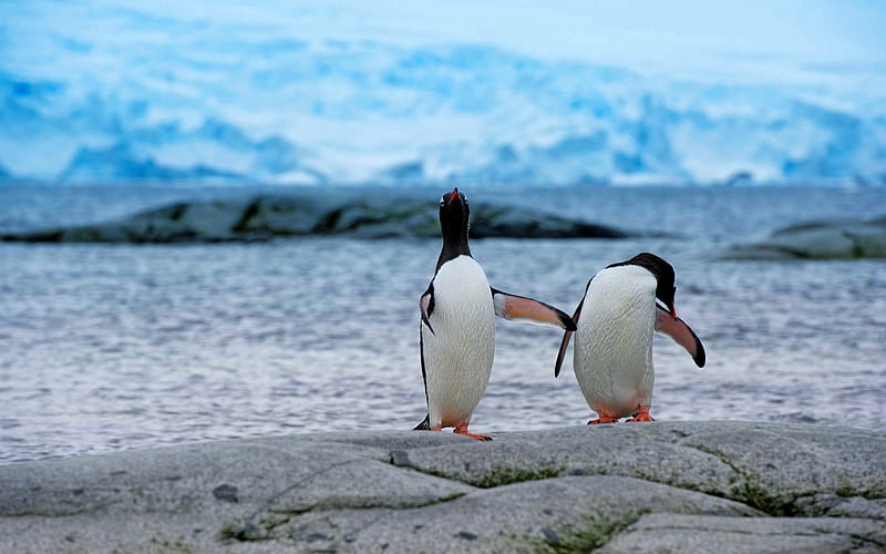 Antarctic continent penguin animal 01, HD wallpaper