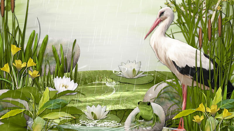 Summer Rain, rocks, heron, crane, lilies, spring, foliage, pond, frog, water, bird, summer, rain, HD wallpaper