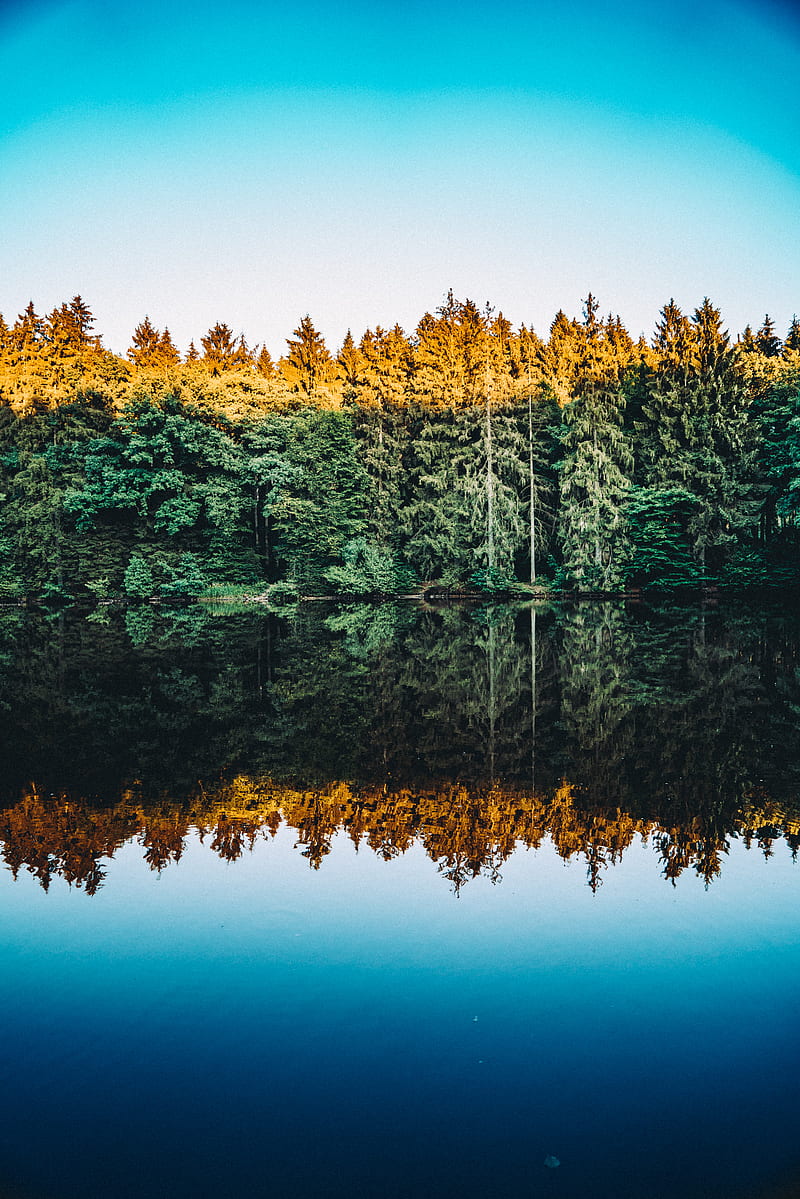 nature, water, trees, lake, calm waters, reflection, clear sky, forest, symmetry, vertical, HD phone wallpaper