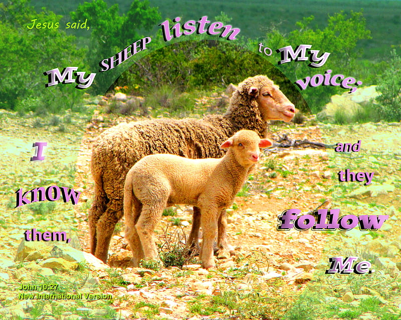 My Sheep Follow Me, sheep, ewe, stone, ranchland, plants, ranch, Bible, lamb, HD wallpaper