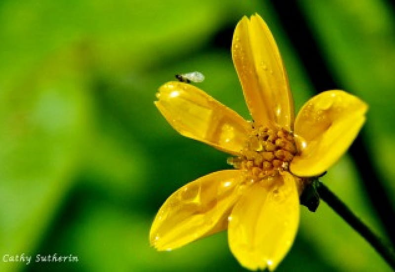 Bright As Sunshine, country, storm, petels, water, droplets, flower, nature, blooms, field, HD wallpaper