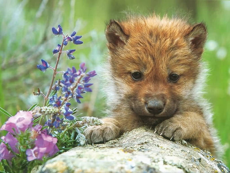Cute wolf pup!!!, Cute Baby Wolves, HD wallpaper