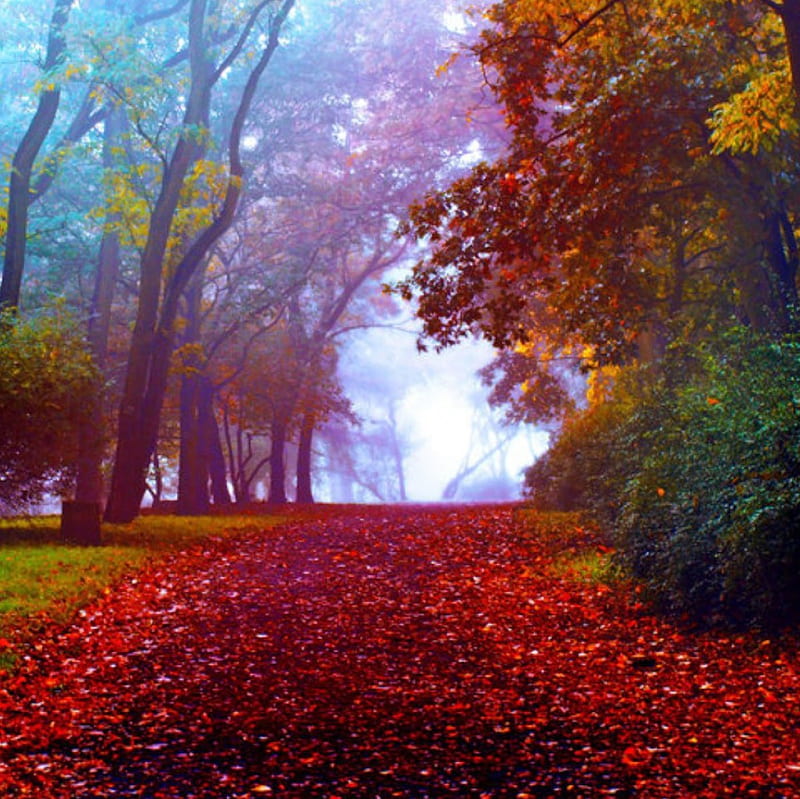 It Came From, forest, autumn, nature, trees, HD wallpaper | Peakpx