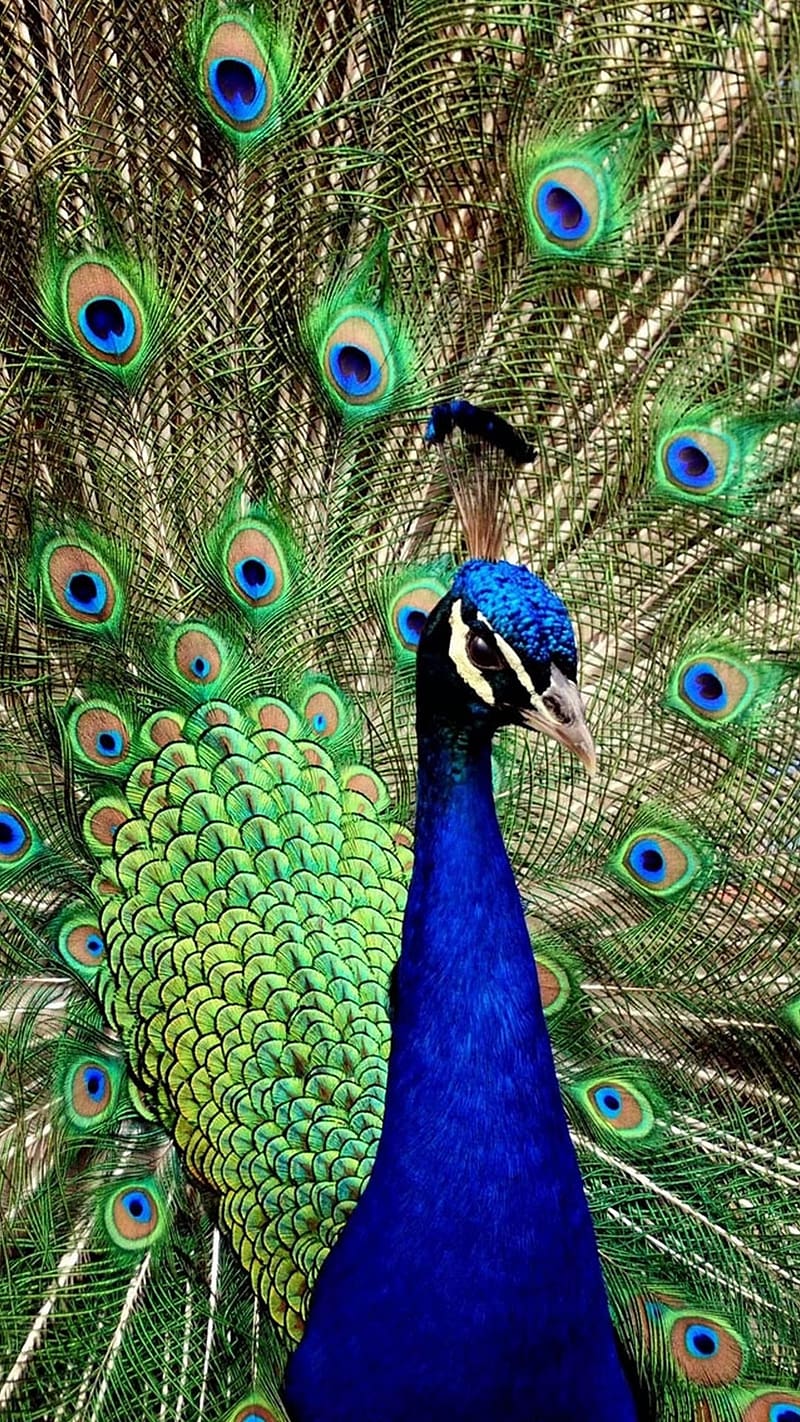 Peacock Feather Live, Closeup, national bird, HD phone wallpaper