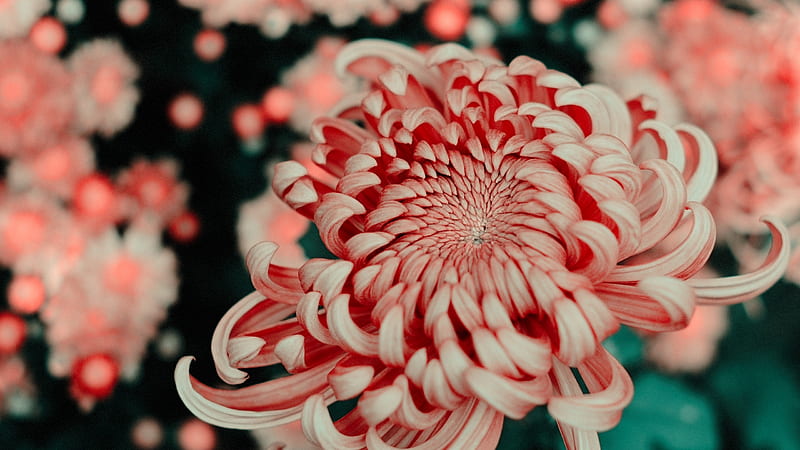 Chrysanthemum, flower, pink, yang miao, autumn, HD wallpaper
