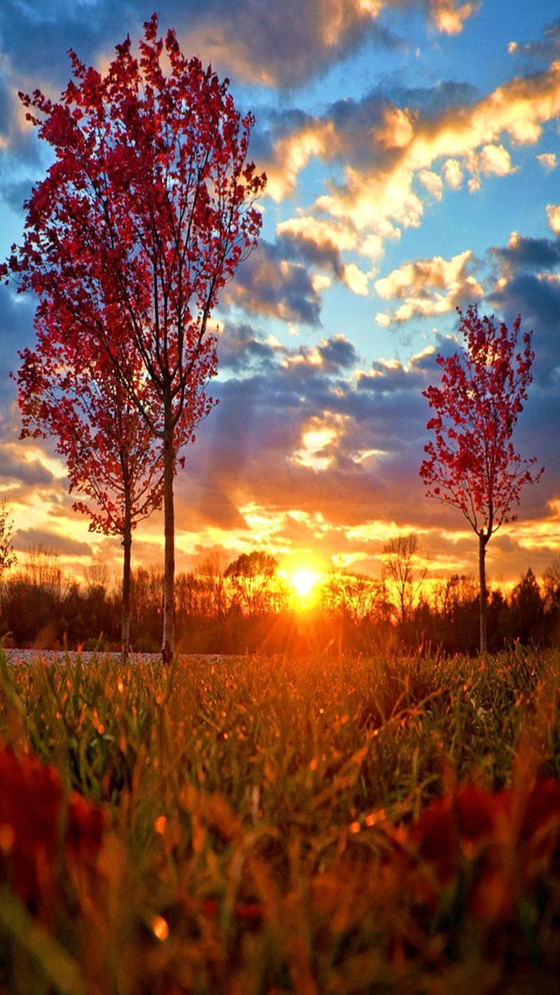 autumn morning sun, forest, landscape, nature, new, nice, sunset, HD phone wallpaper