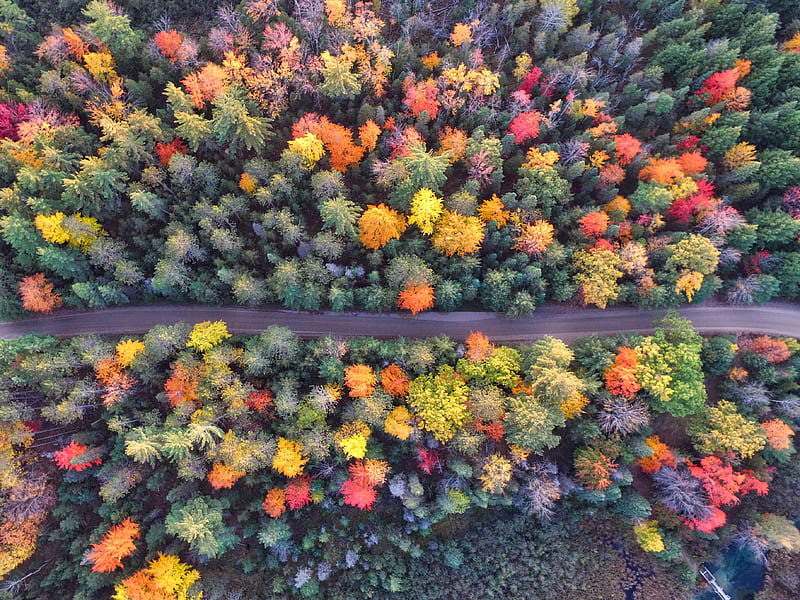 Autumn Path Of Forest Drone View, autumn, forest, aerial, drone-view, nature, HD wallpaper