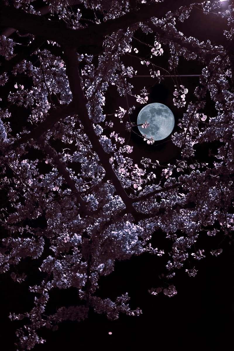 moon, leaves, branches, black, HD phone wallpaper