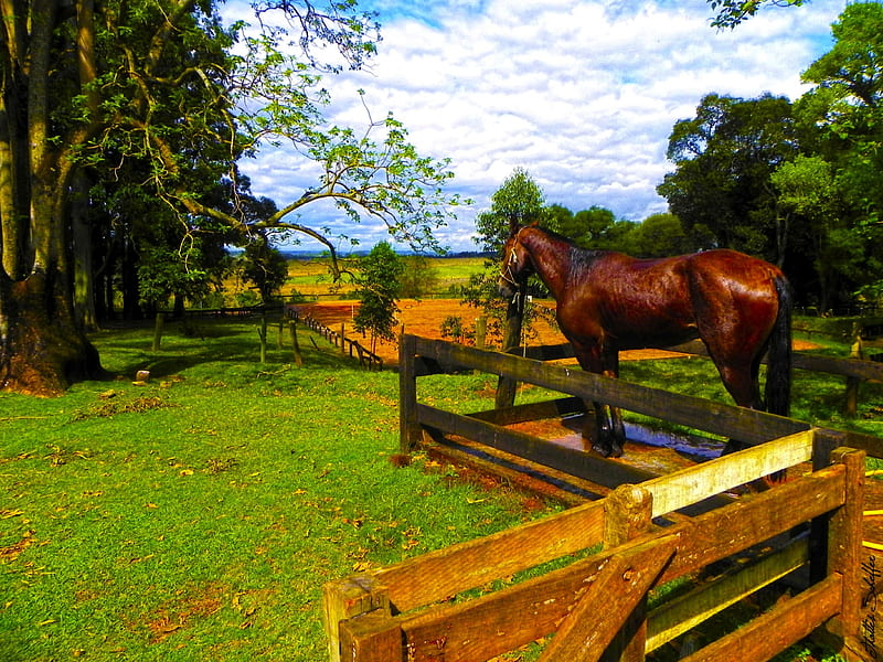 Horse showering, showring, fazenda, campo, horse, HD wallpaper