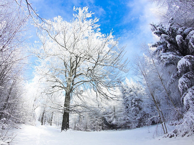 winter, tree, road, snow, HD wallpaper
