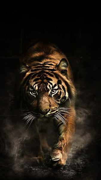 Tiger, angry, roar, tiger, HD phone wallpaper | Peakpx